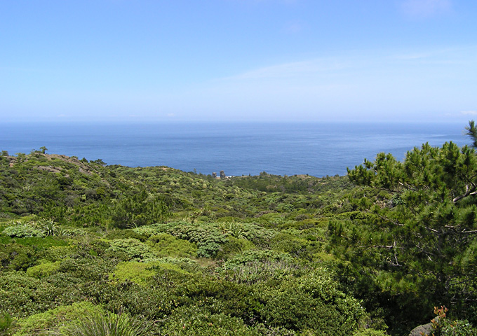 【サムネイル】乾性低木林（兄島）