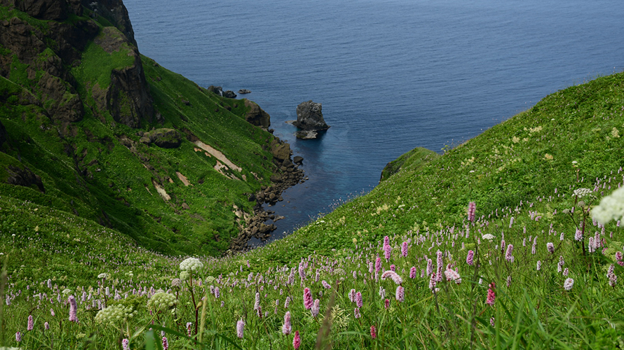 【写真】高山植物群落