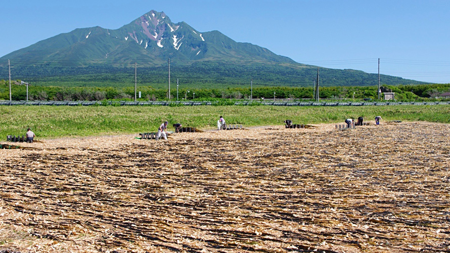 【写真】利尻島と礼文島の昆布干し