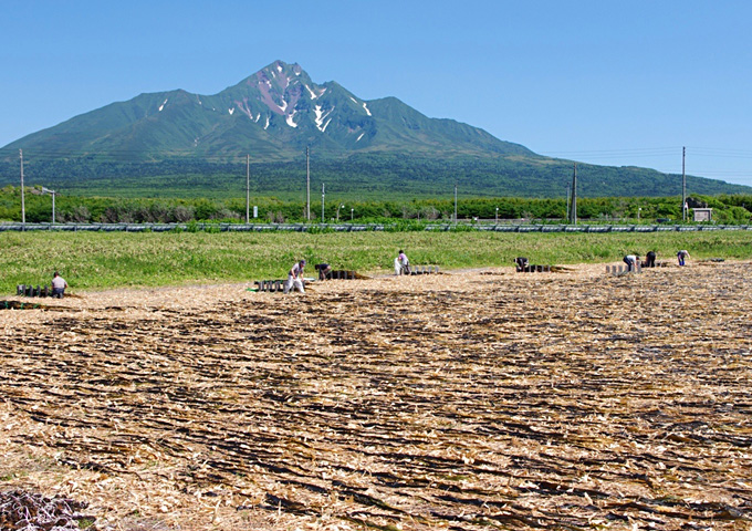 【サムネイル】利尻島と礼文島の昆布干し