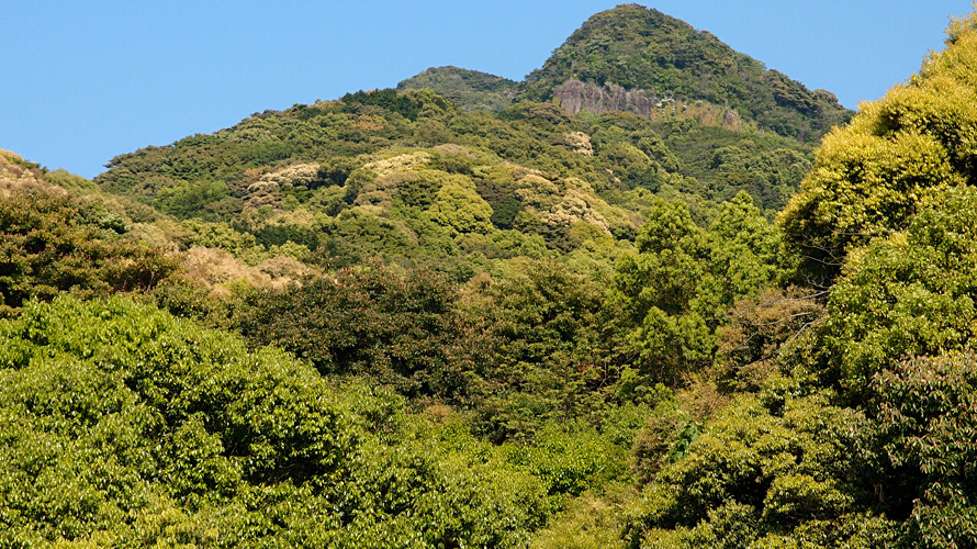 【写真】常緑広葉樹林（将冠岳）