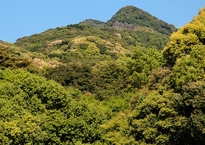 【サムネイル】常緑広葉樹林（将冠岳）