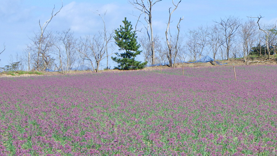 【写真】らっきょうの花畑