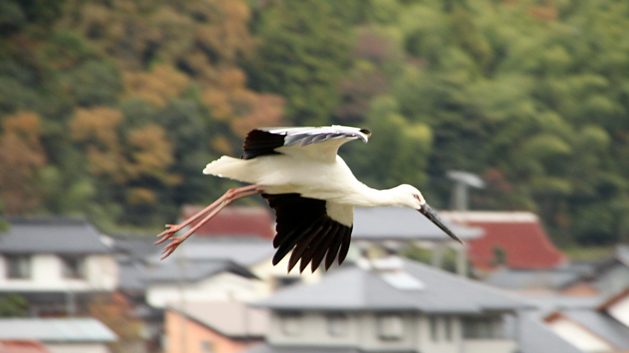 【写真】コウノトリ