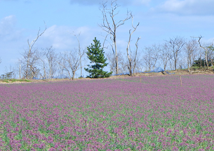 【サムネイル】らっきょうの花畑