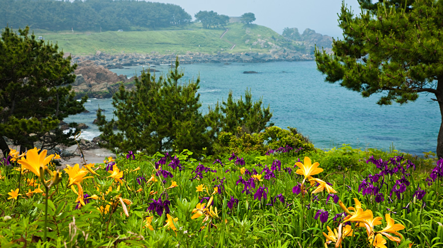 【写真】種差海岸のお花畑