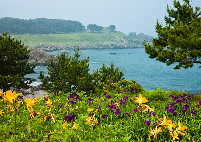 【サムネイル】種差海岸のお花畑