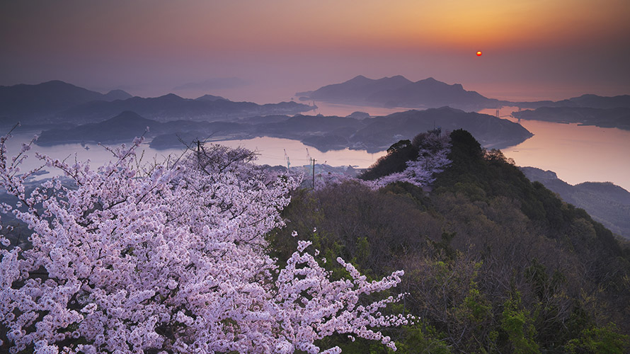 【写真】積善山の桜並木