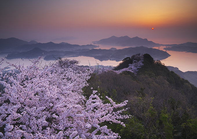 【サムネイル】積善山の桜並木