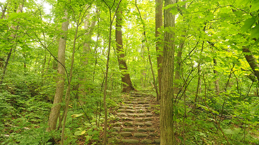 【写真】四十三山（明治新山）登山道