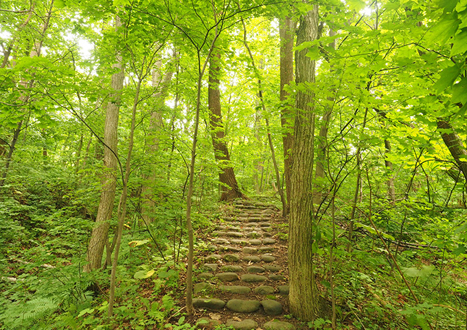 【サムネイル】四十三山（明治新山）登山道