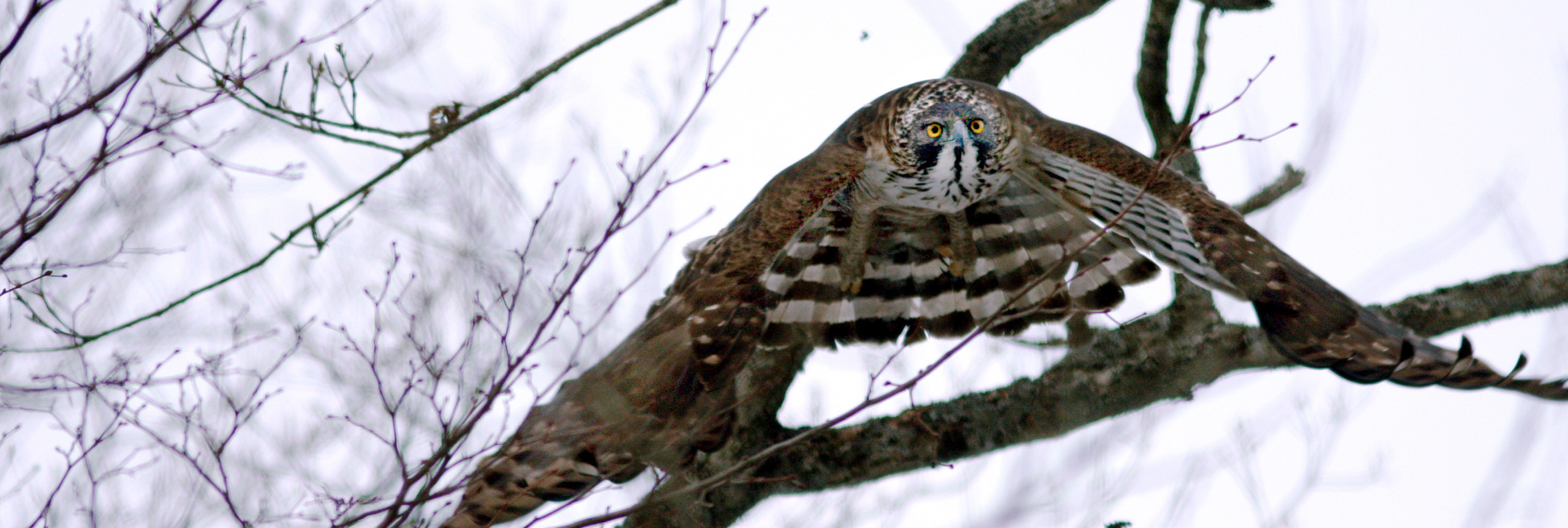 十和田八幡平国立公園（PC表示）
