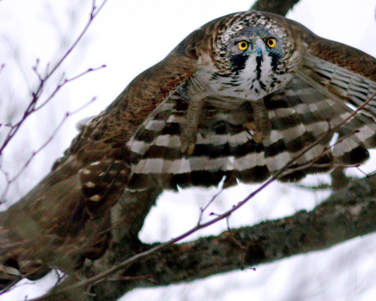 十和田八幡平国立公園（SP表示）