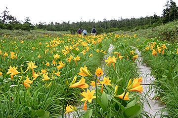 湿原のお花畑