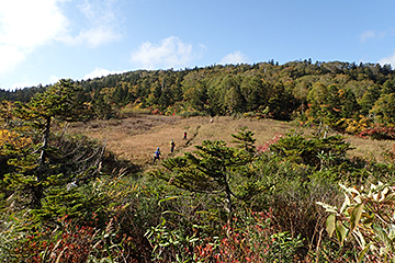 原生林の風景