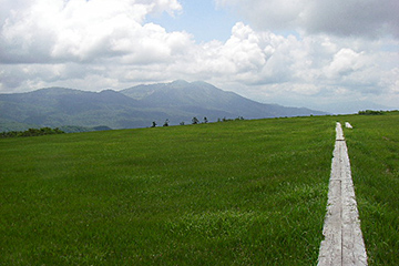 湿原の風景