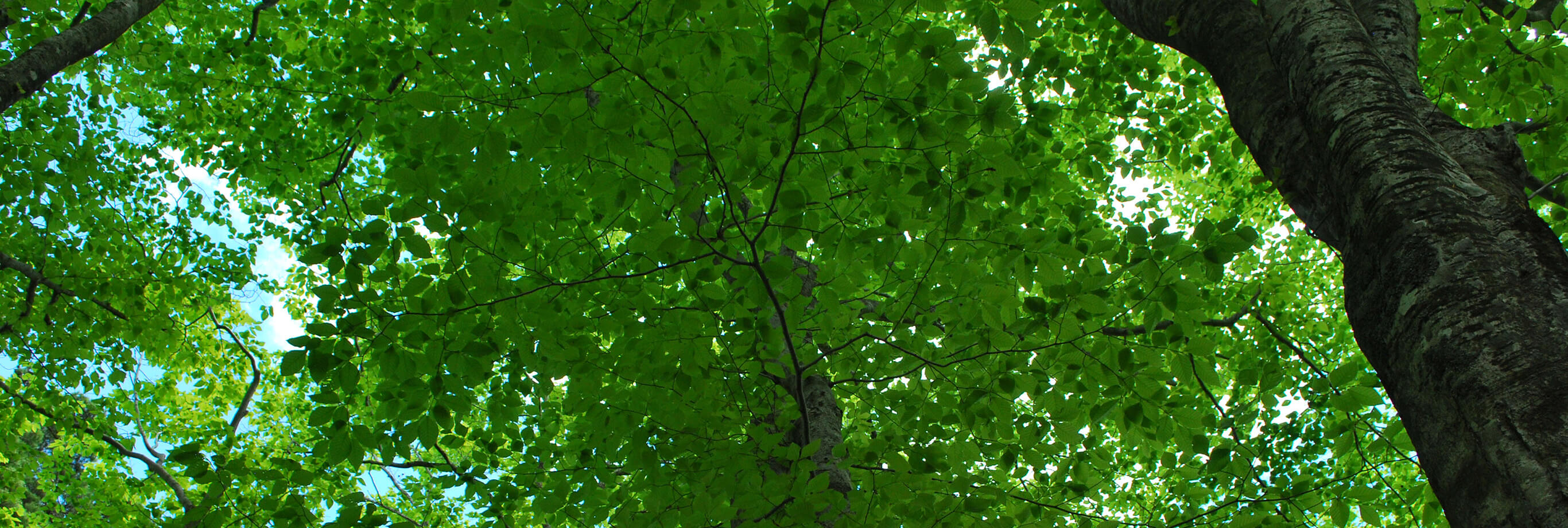 十和田八幡平国立公園（PC表示）