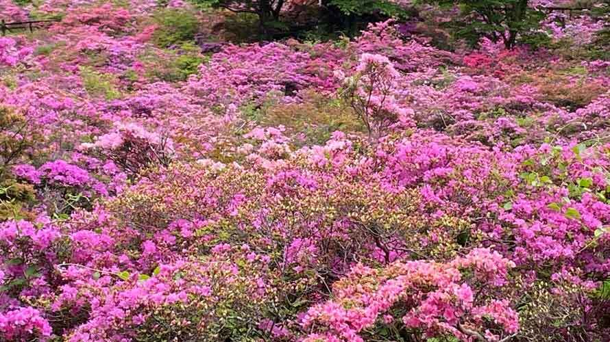 【写真】ミヤマキリシマ（池の原園地）