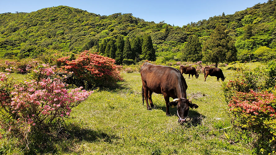 【写真】田代原