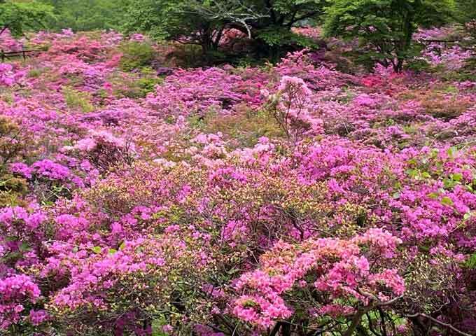 【サムネイル】ミヤマキリシマ（池の原園地）