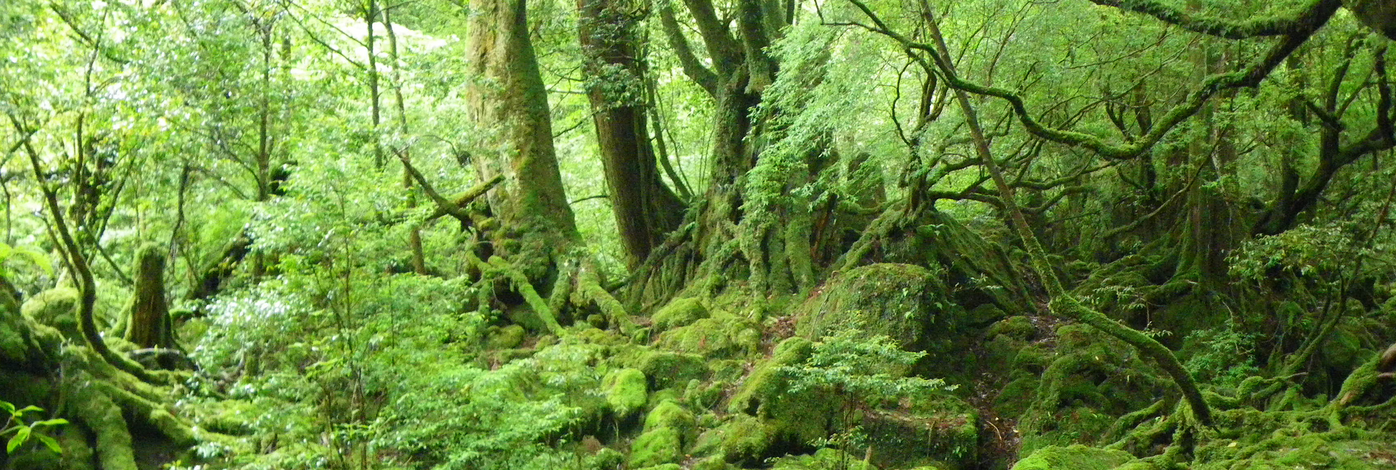 屋久島国立公園（PC表示）