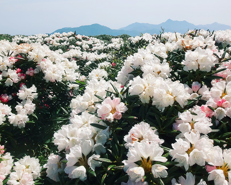 屋久島国立公園（SP表示）
