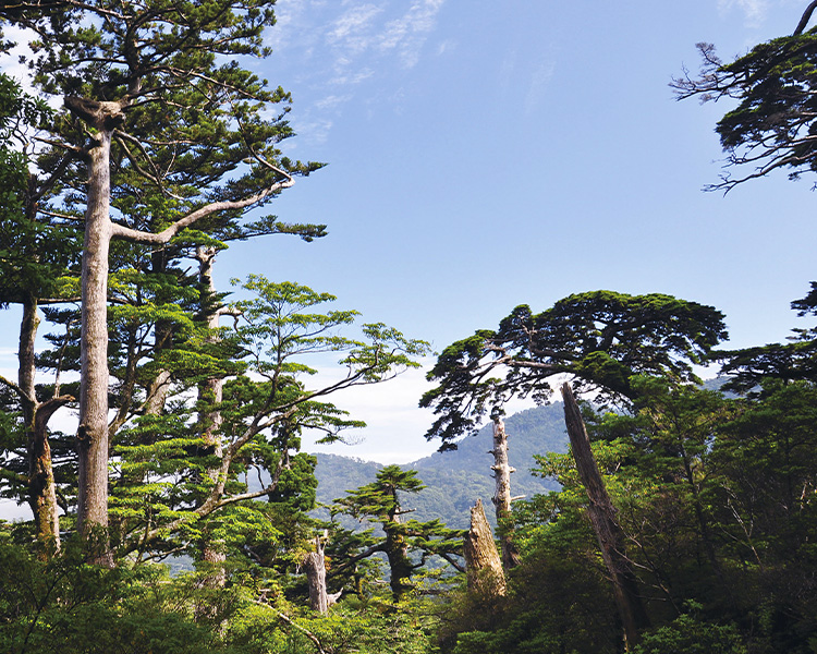 屋久島国立公園（SP表示）