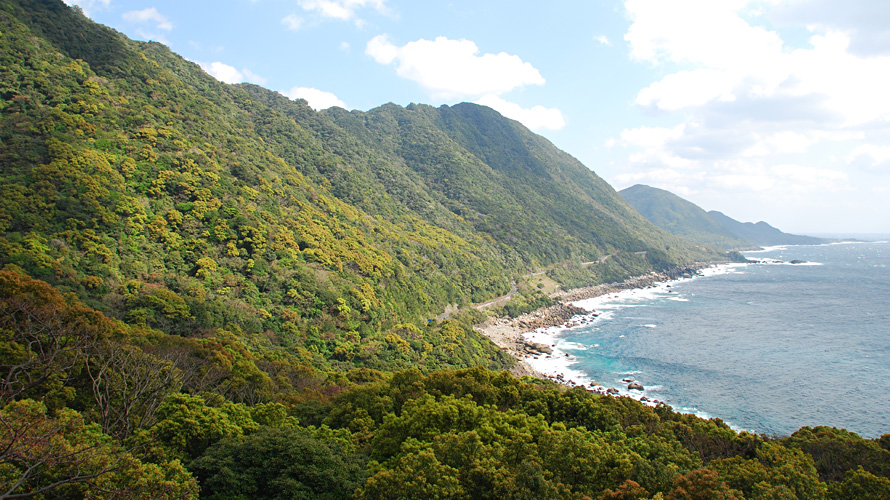 【写真】照葉樹林（西部林道）