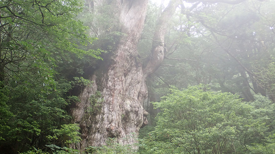 【写真】縄文杉