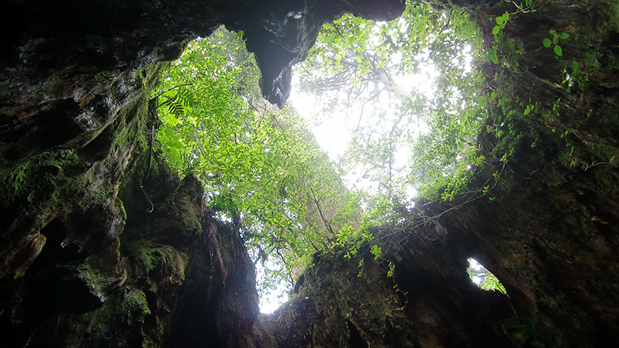 【写真】ウィルソン株