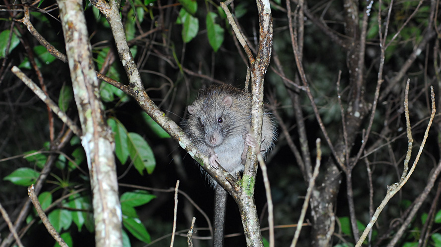 【写真】ケナガネズミ