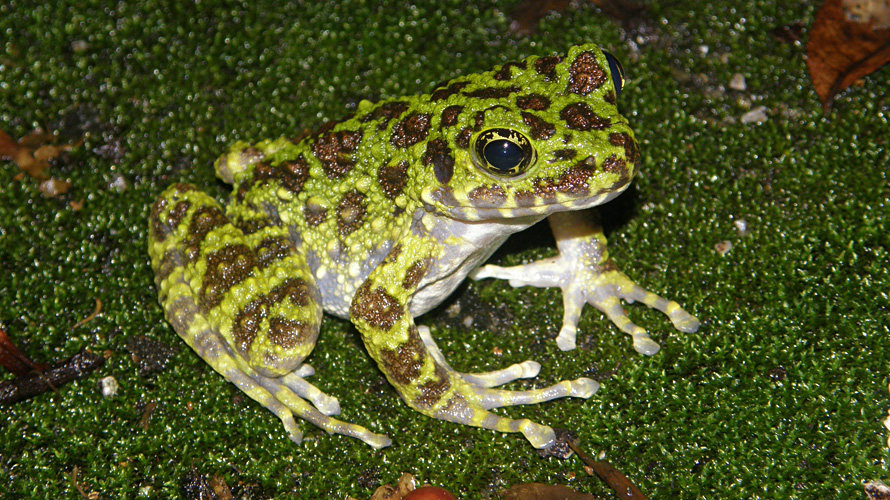 【写真】オキナワイシカワガエル