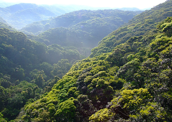 【サムネイル】照葉樹林