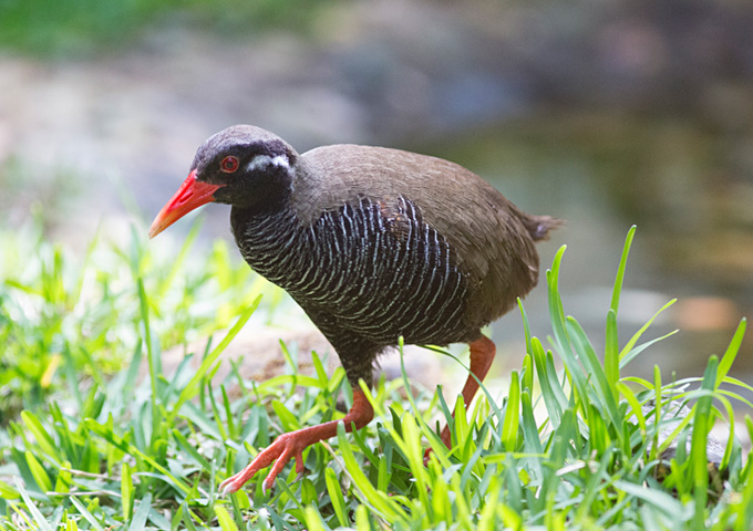 【サムネイル】ヤンバルクイナ