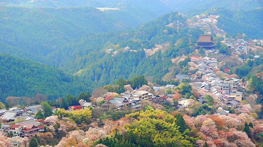 【写真】吉野山の桜