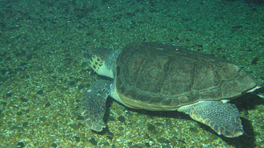 【写真】アカウミガメ