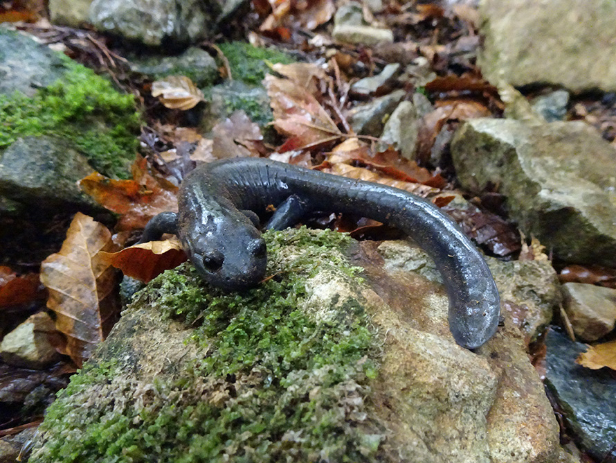 【写真】オオダイガハラサンショウウオ