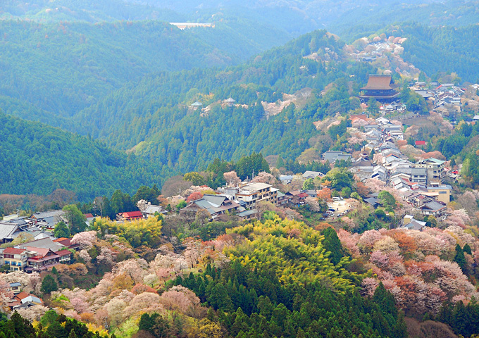 【サムネイル】吉野山の桜