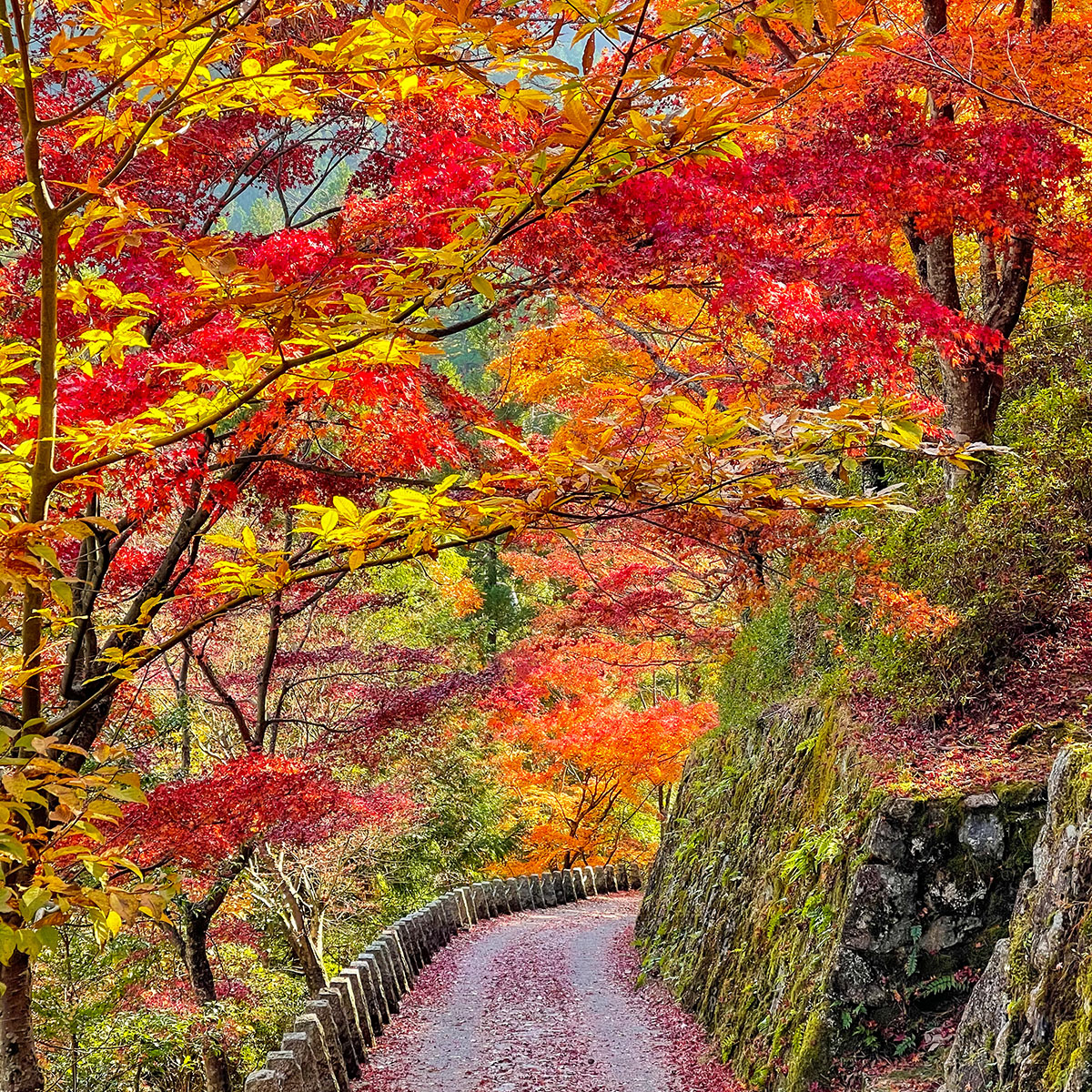インフルエンサー1min.traveller　吉野熊野国立公園の写真1