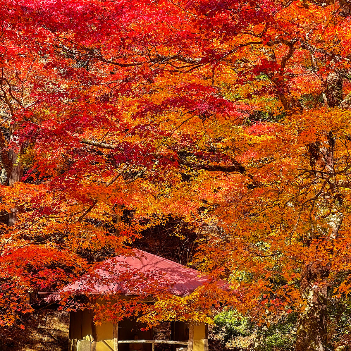 インフルエンサー1min.traveller　吉野熊野国立公園の写真2