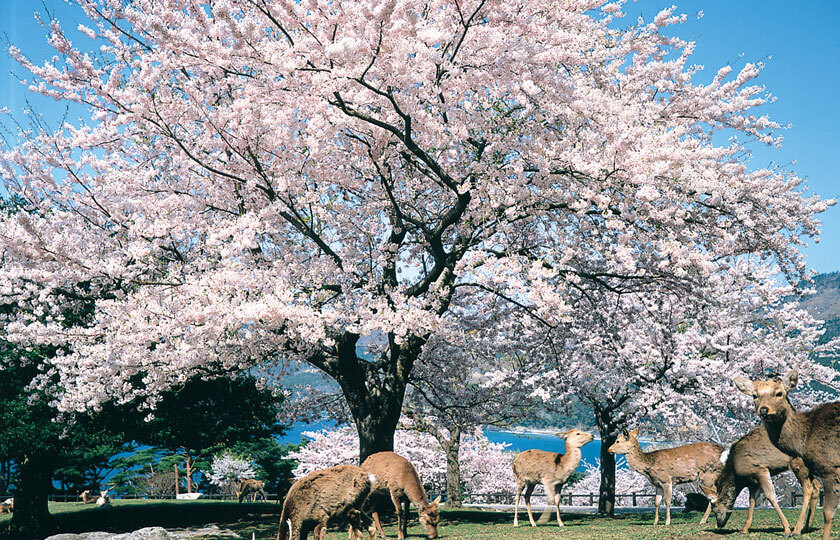 宮城県のスライダー画像 4