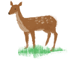 deer