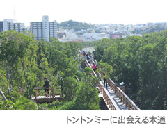 トントンミーに出会える木道