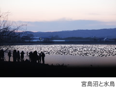 宮島沼と水鳥