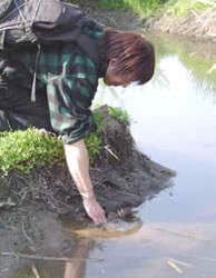 希少生物ゼニタナゴの管理をする蕪栗ぬまっこくらぶのメンバー写真