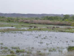 蕪栗沼と隣接する白鳥地区の現状写真