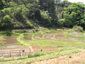 鎌倉中央公園写真