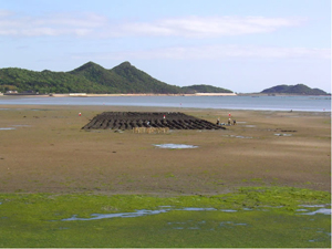 岸から試験区の全景