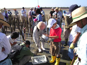 干潟生物の観察会