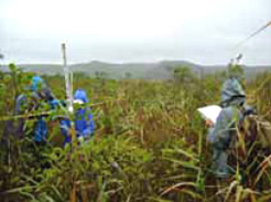 湿原での植生調査